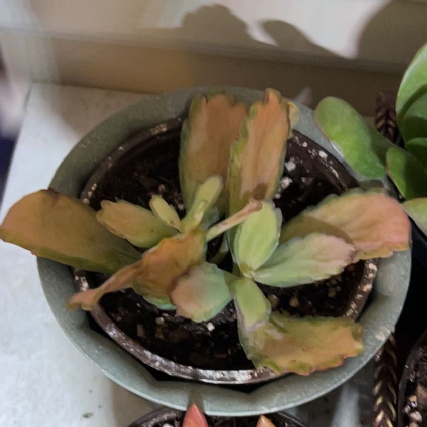 Photo of the plant species Kalanchoe 'Stained Glass' by @NiceMoutanpeony named Diana on Greg, the plant care app