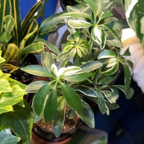 Photo of the plant species Umbrella Tree 'Charlotte' by @NiceMoutanpeony named Madonna on Greg, the plant care app