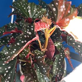 Photo of the plant species Begonia 'Black Forest' by @NiceMoutanpeony named Einstein on Greg, the plant care app