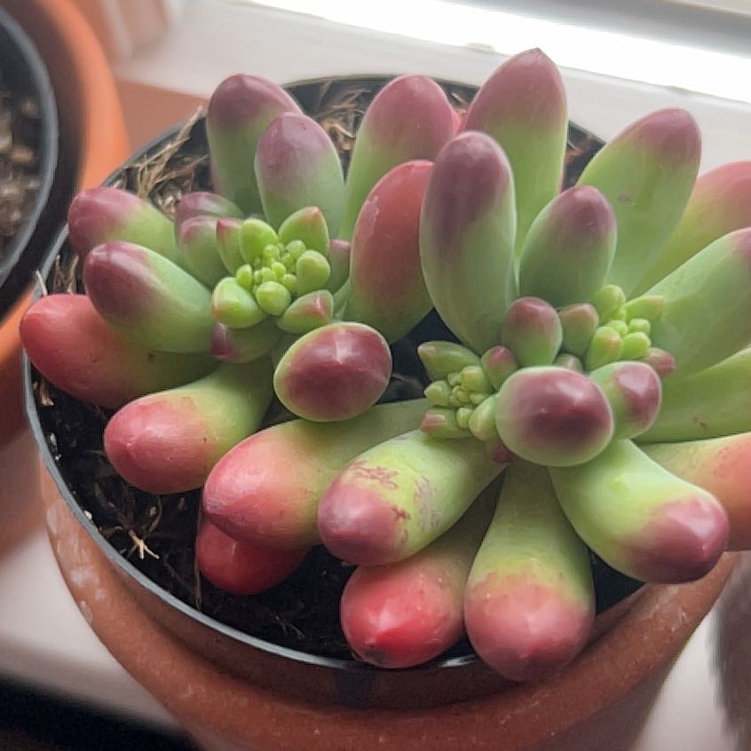 Photo of the plant species Sedum pachyphyllum 'Salsa' by @NiceMoutanpeony named Lebron on Greg, the plant care app