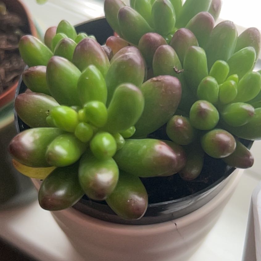 Photo of the plant species Sedum 'Pork and Beans' by @NiceMoutanpeony named Tree Diddy on Greg, the plant care app