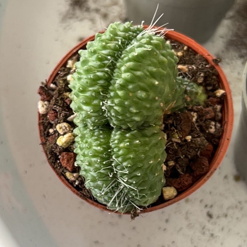 Photo of the plant species Mammillaria 'Un Pico Cristata Album' by @NiceMoutanpeony named Planty on Greg, the plant care app