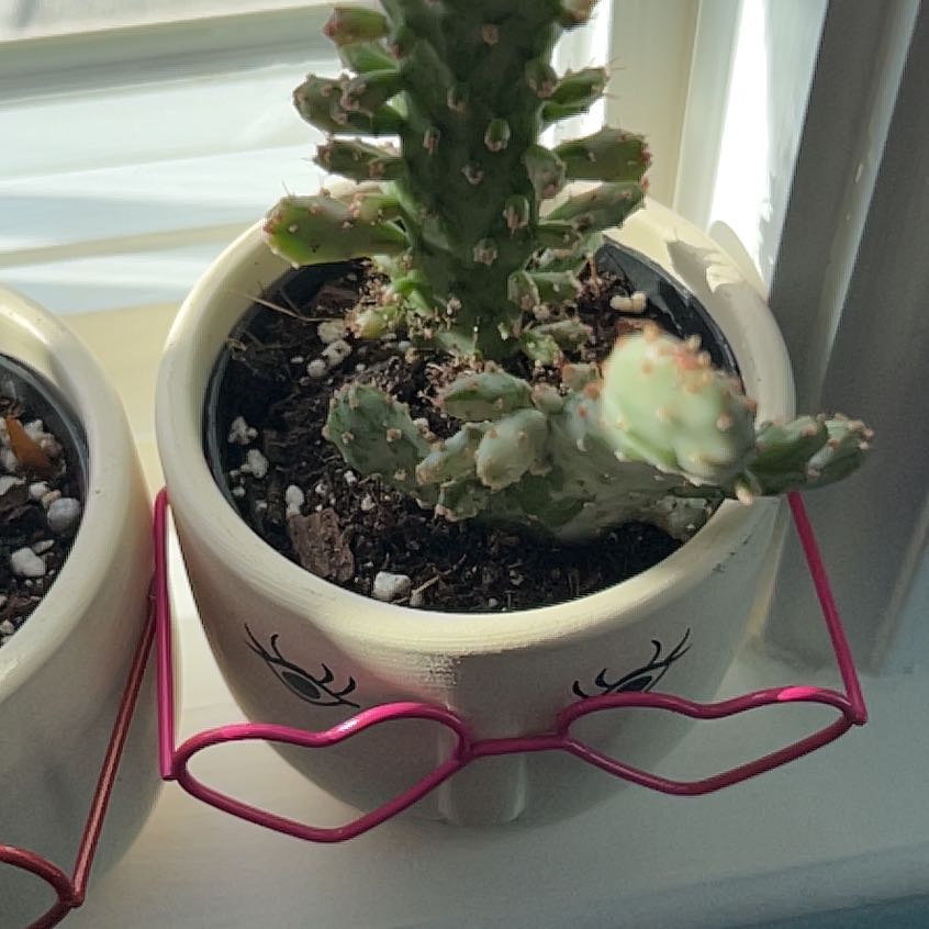Photo of the plant species Joseph's Coat Cactus by @NiceMoutanpeony named Denali on Greg, the plant care app