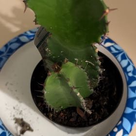 Photo of the plant species Desert Candle Cactus by @NiceMoutanpeony named Harry on Greg, the plant care app