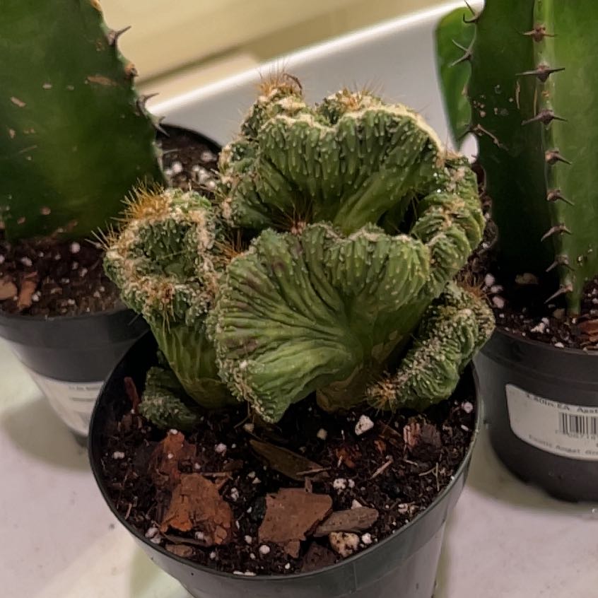 Photo of the plant species Cereus peruvianus f. monstrose by @NiceMoutanpeony named Walt on Greg, the plant care app