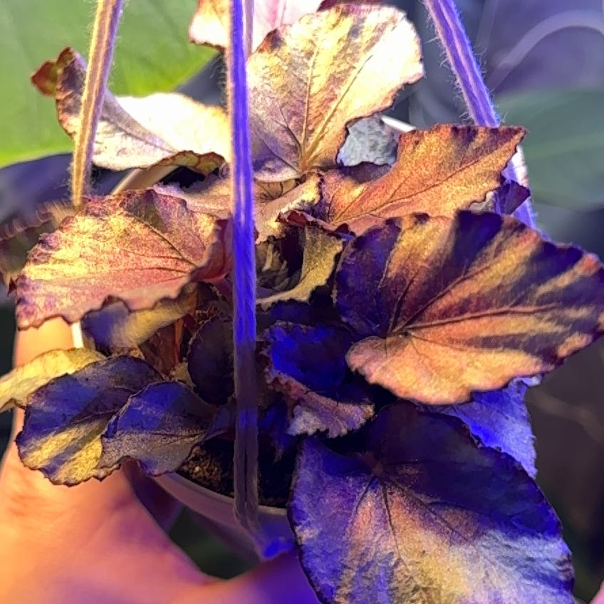 Photo of the plant species Silver Limbo Begonia by @KnightlyBlueash named Bigleef Smalls on Greg, the plant care app