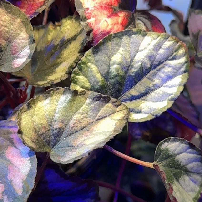 Photo of the plant species Red kiss Begonia by @KnightlyBlueash named Delilah on Greg, the plant care app