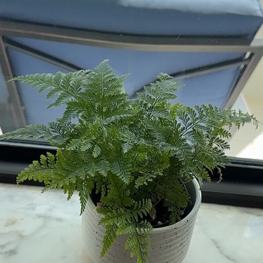 Photo of the plant species Davallia Fern by @SwellEagleclaw named Sigmund on Greg, the plant care app