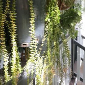 Photo of the plant species Tassel Ferns by @HipChickpea50 named Lola on Greg, the plant care app