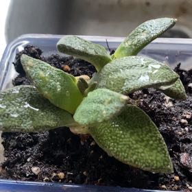 Photo of the plant species Aloinopsis rubrolineata by @ProChojubai13 named Madonna on Greg, the plant care app