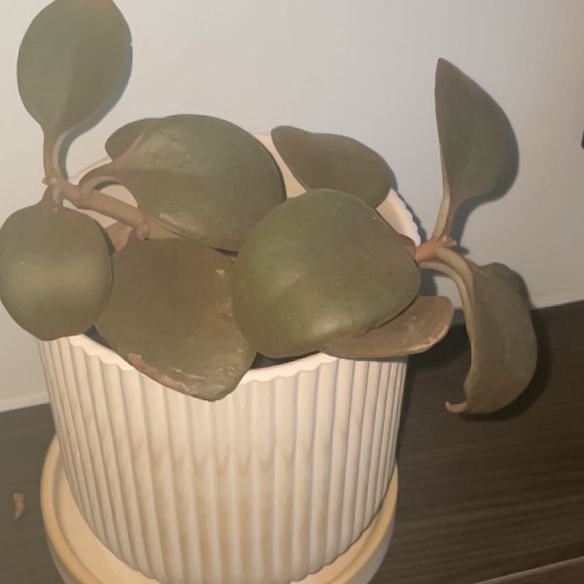 Copper spoons