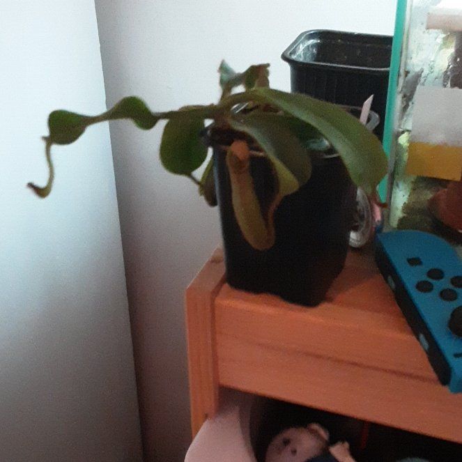 Photo of the plant species Pink Candy Cane Pitcher Plant by @WhizSiamtulip82 named Bruce Lee on Greg, the plant care app