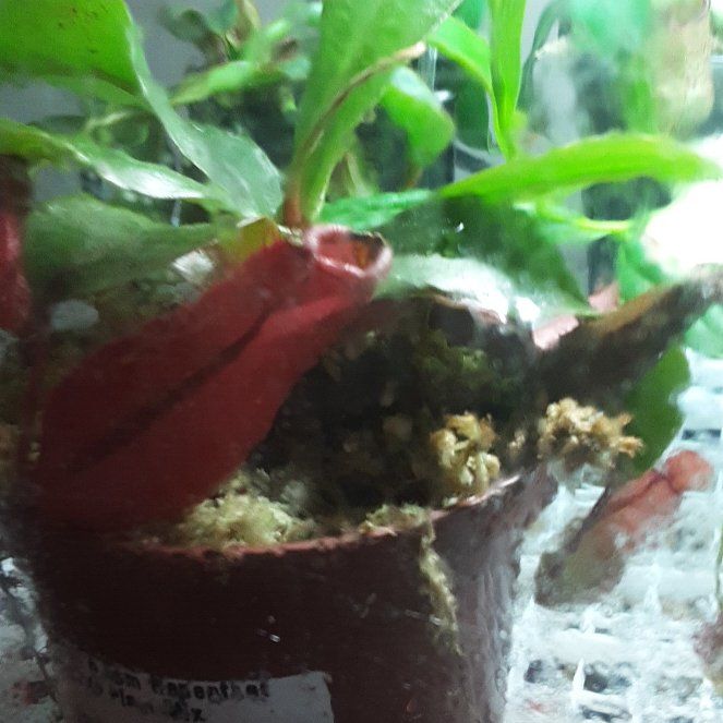 Photo of the plant species Nepenthes 'Diana' by @WhizSiamtulip82 named Daphne on Greg, the plant care app
