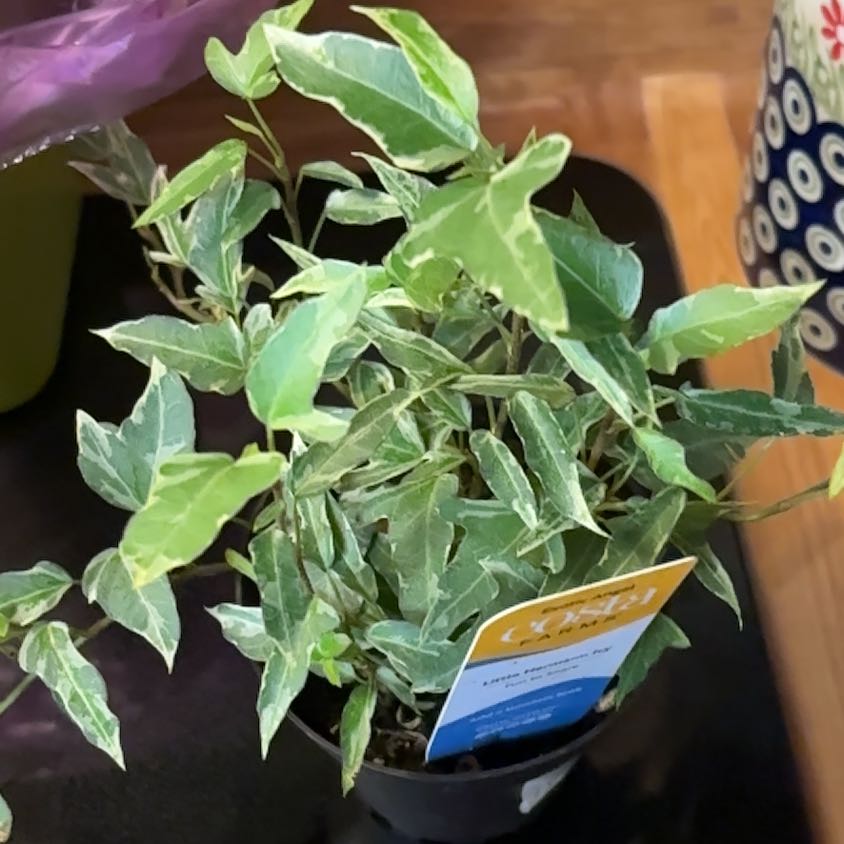 Photo of the plant species Little Hermann Ivy by @ArtisteCowslip named Ulysses S Plant on Greg, the plant care app