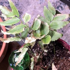 Photo of the plant species Fortune's Holly-Fern by @WillBeans81 named Scarlett on Greg, the plant care app