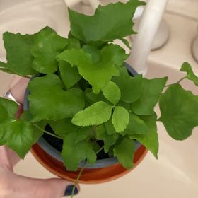 Photo of the plant species Table Fern by @ToughLilliput70 named Prince Edward Sr on Greg, the plant care app