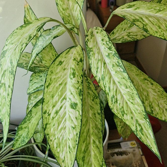Photo of the plant species Dieffenbachia 'Starbright' by @YummyTurtlevine named Ulysses S Plant on Greg, the plant care app