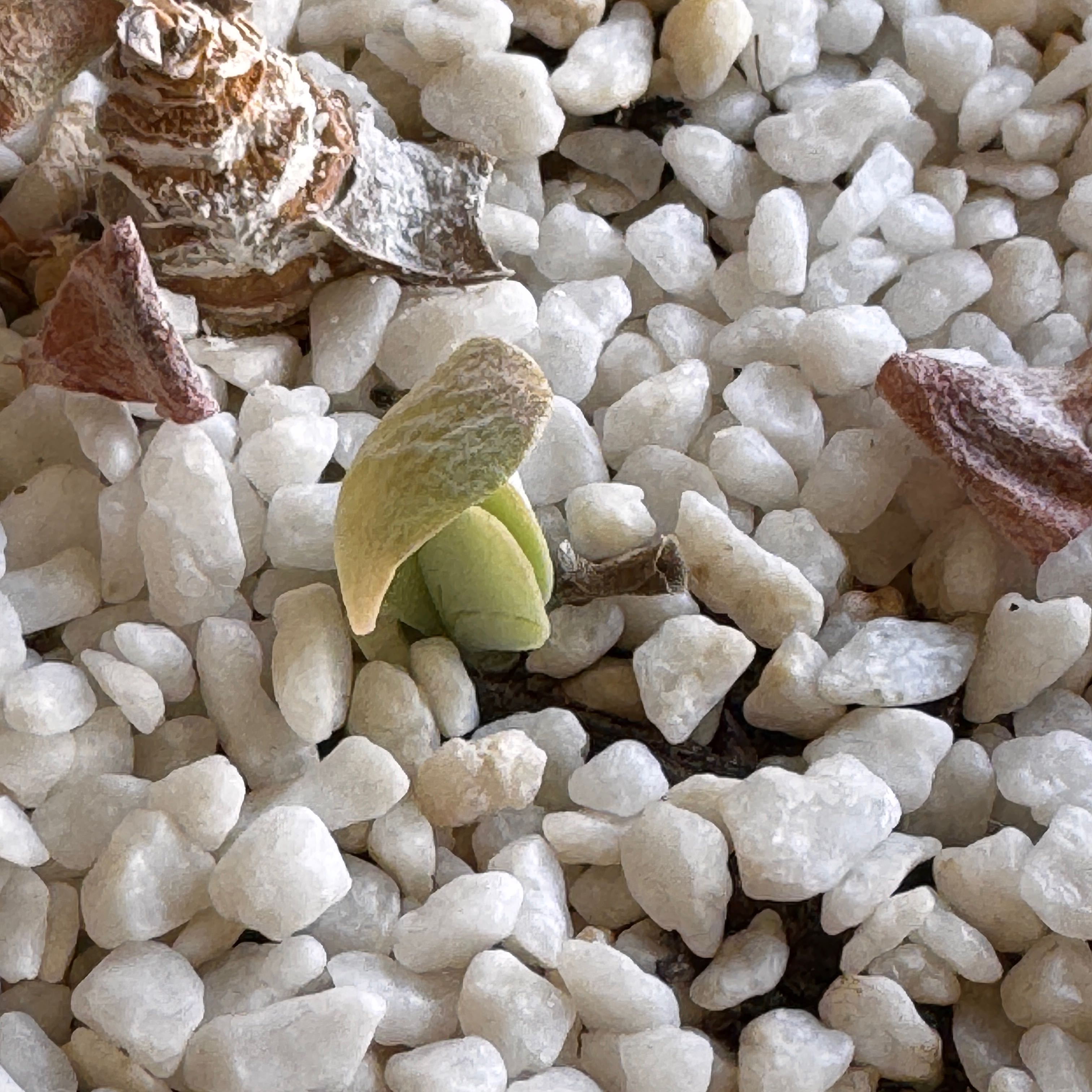 Photo of the plant species Variegated Paddle Plant by @YummyKanna4 named Leonardo on Greg, the plant care app