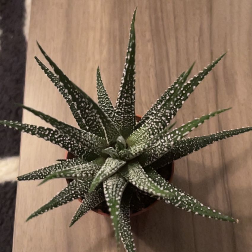 Photo of the plant species Hankey Dwarf Aloe by @BrightBoglaurel named Dice on Greg, the plant care app