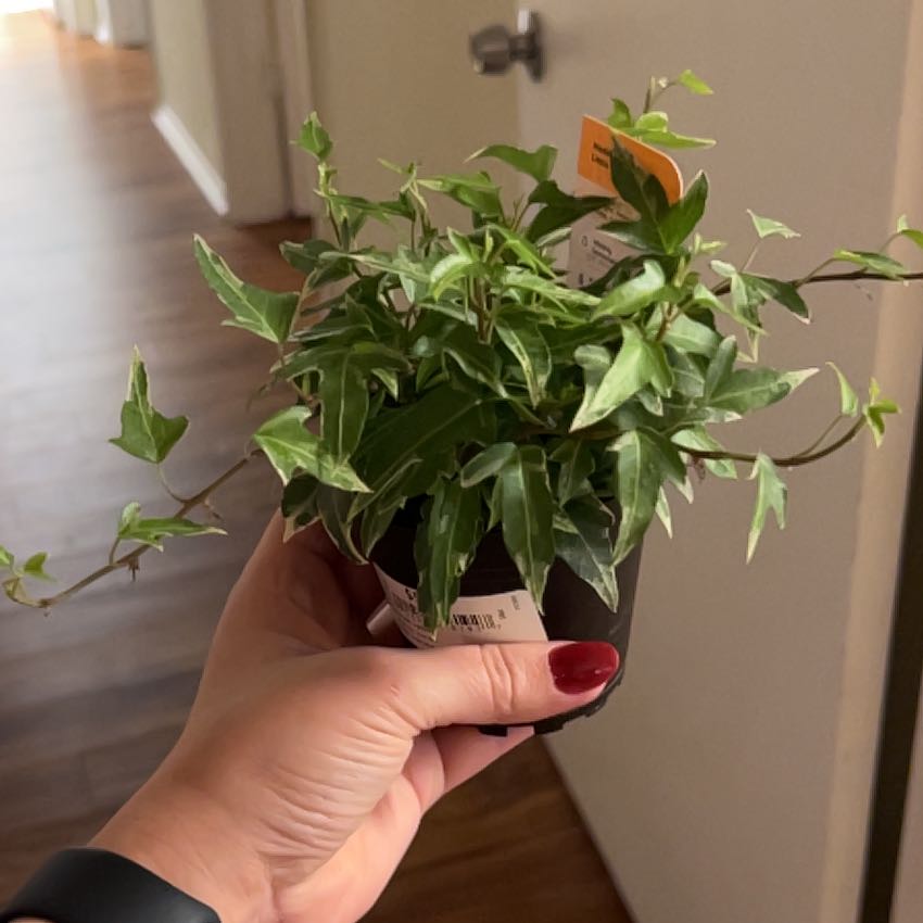 Photo of the plant species Little Hermann Ivy by @PetitePepper47 named Duke on Greg, the plant care app