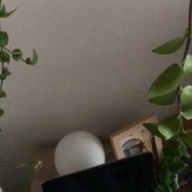 Photo of the plant species Green Philodendron by @BusyMarjoram27 named Plankplant 2 on Greg, the plant care app