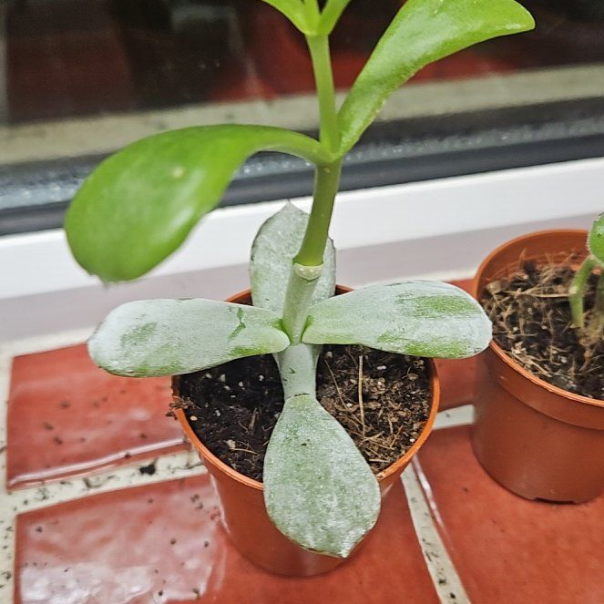 Photo of the plant species Lady Fingers by @GutsyLivingrock named Bigleef Smalls on Greg, the plant care app