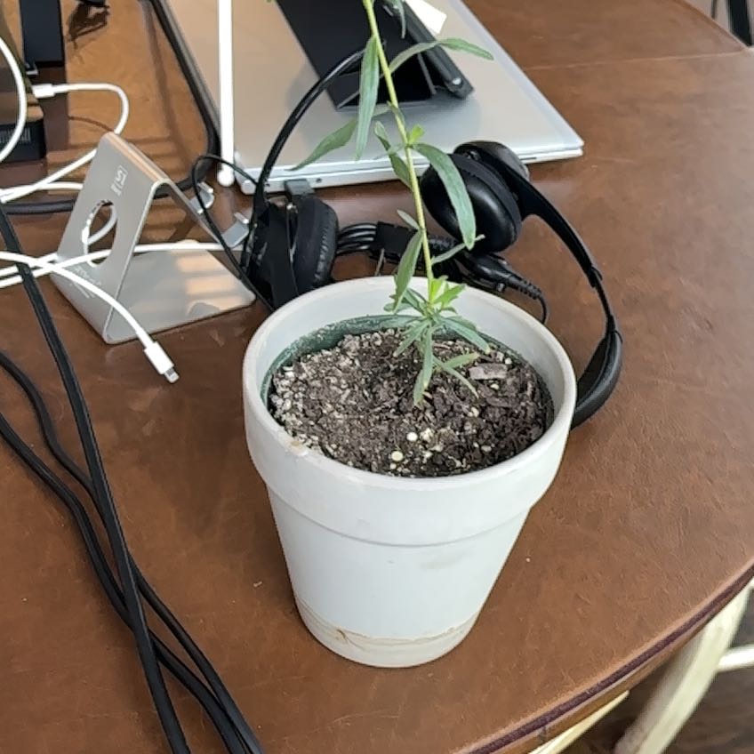 Photo of the plant species Mexican Tarragon by @GreatBluecohosh named Osmo on Greg, the plant care app