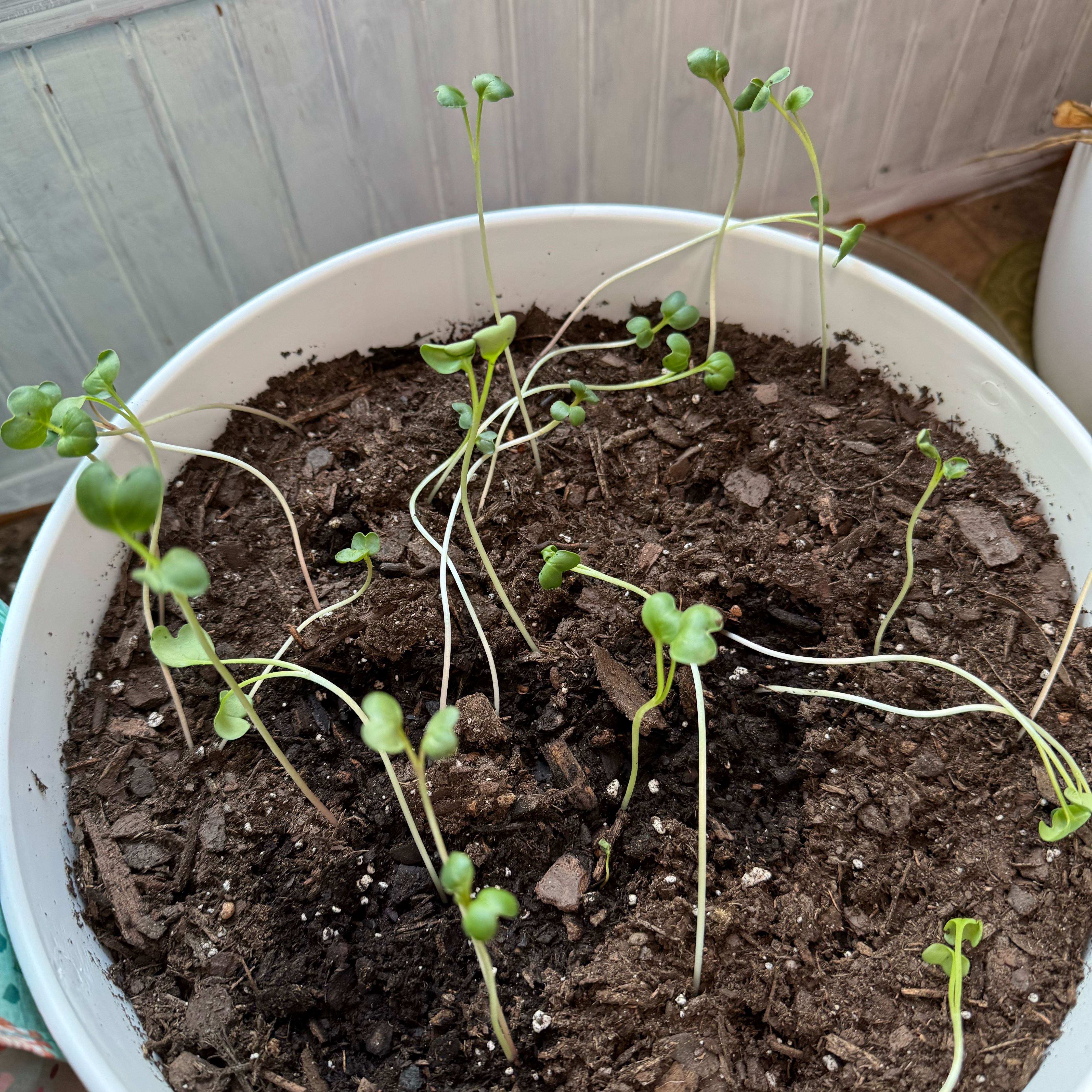 Photo of the plant species Cultivated Radish by @devine named Watermelon Radishes on Greg, the plant care app