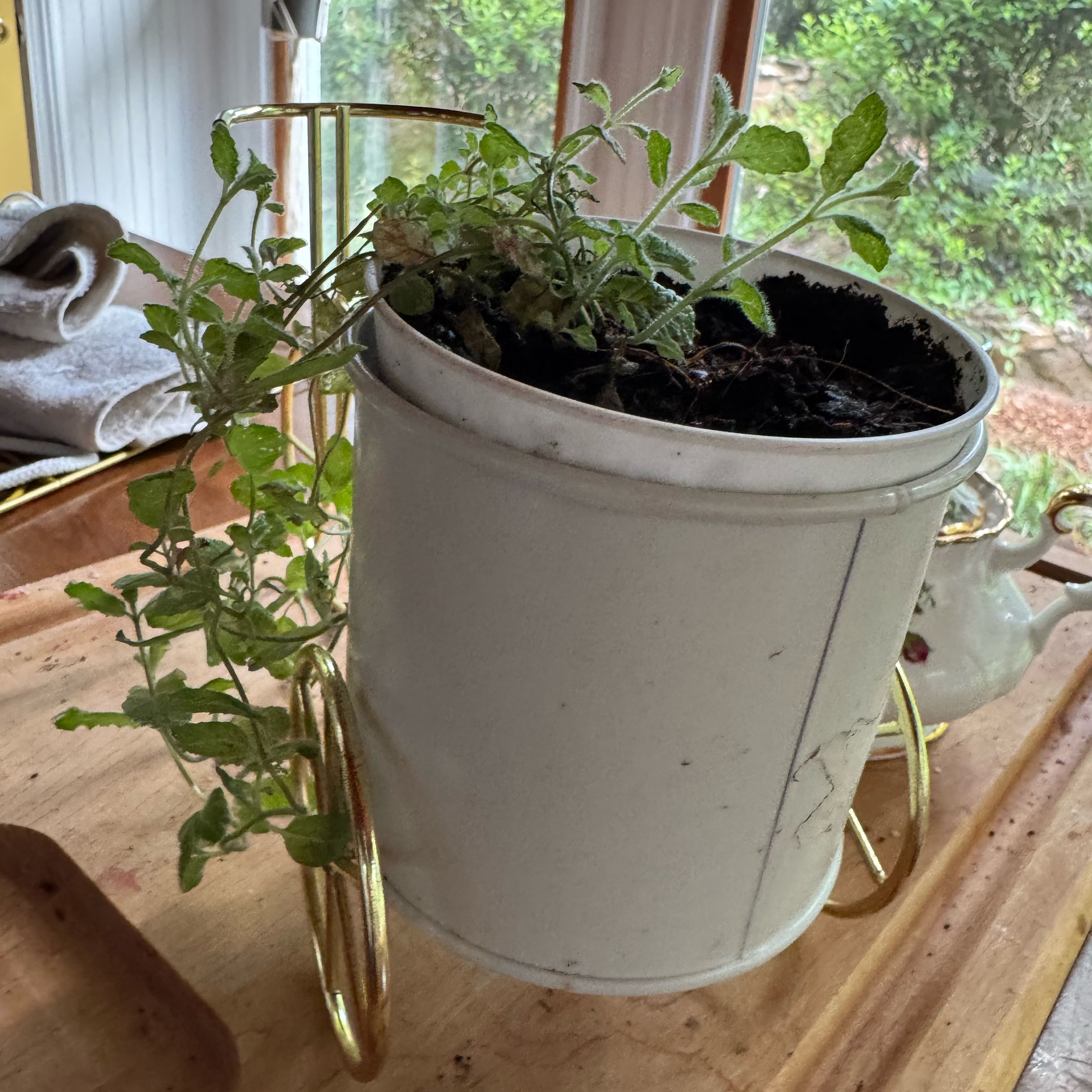 Photo of the plant species Pineapple Mint by @devine named Planty on Greg, the plant care app