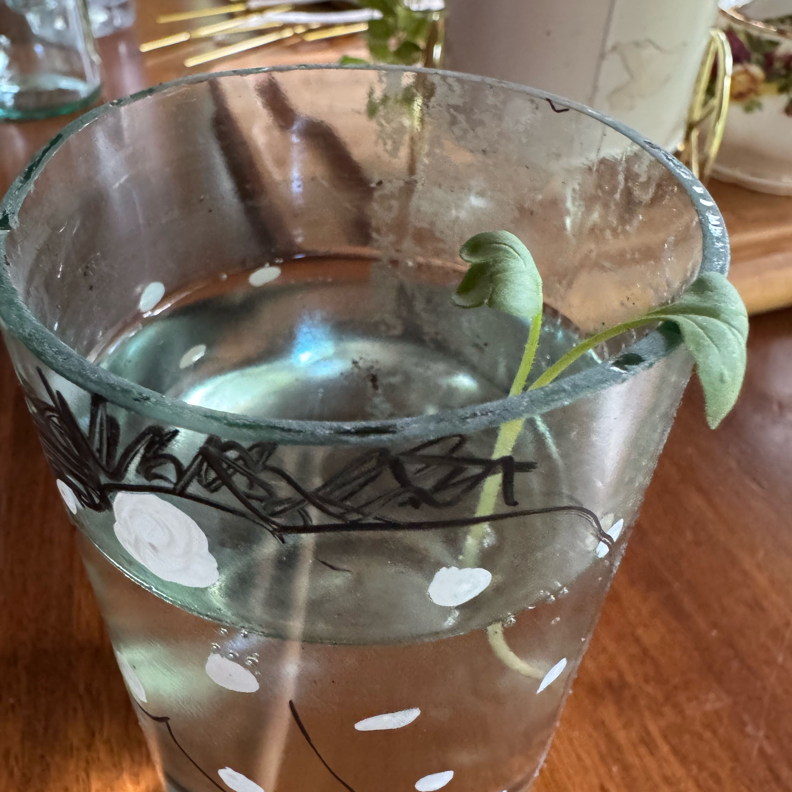Photo of the plant species Cultivated Radish by @devine named Gaga on Greg, the plant care app