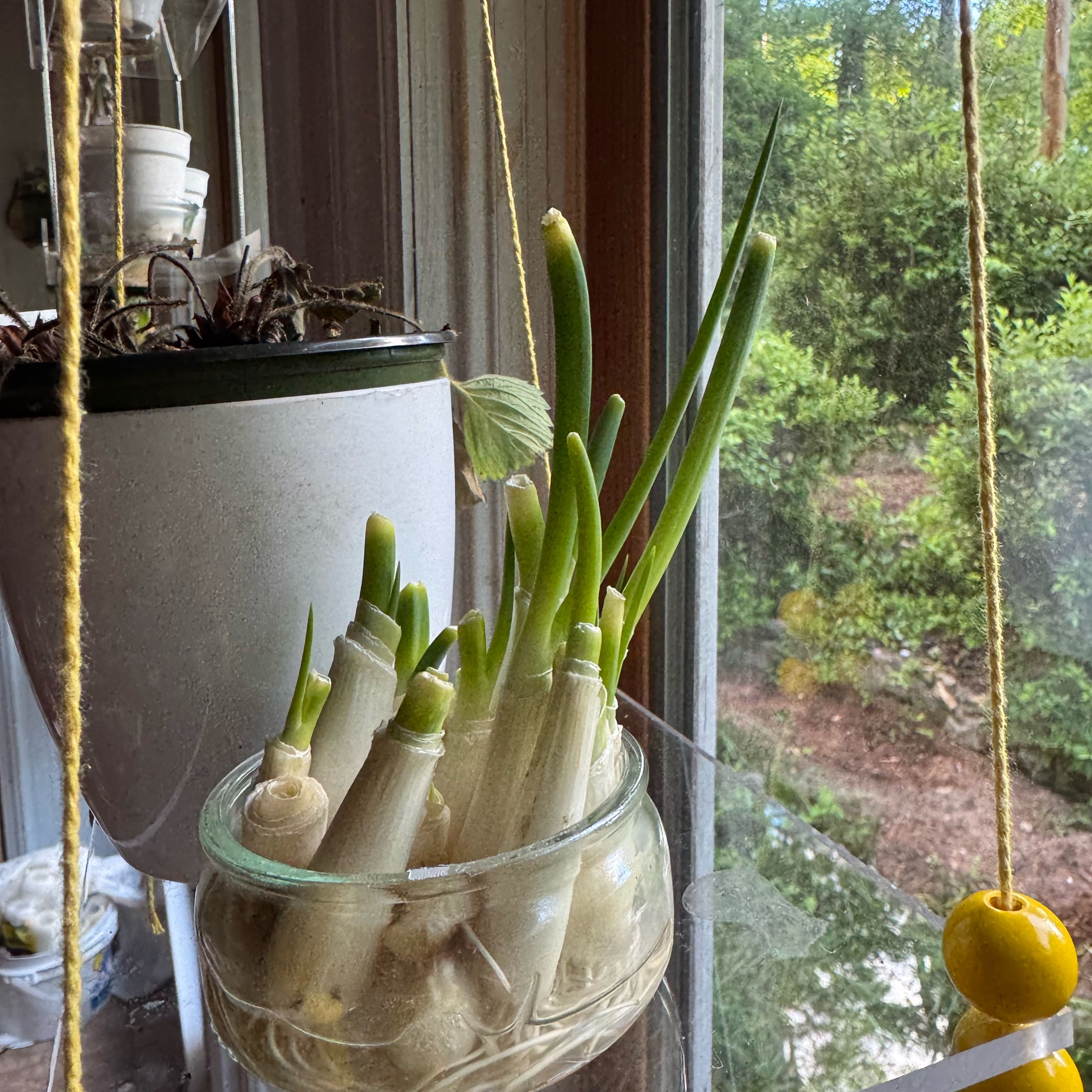 Photo of the plant species Green Onion by @devine named Marley on Greg, the plant care app