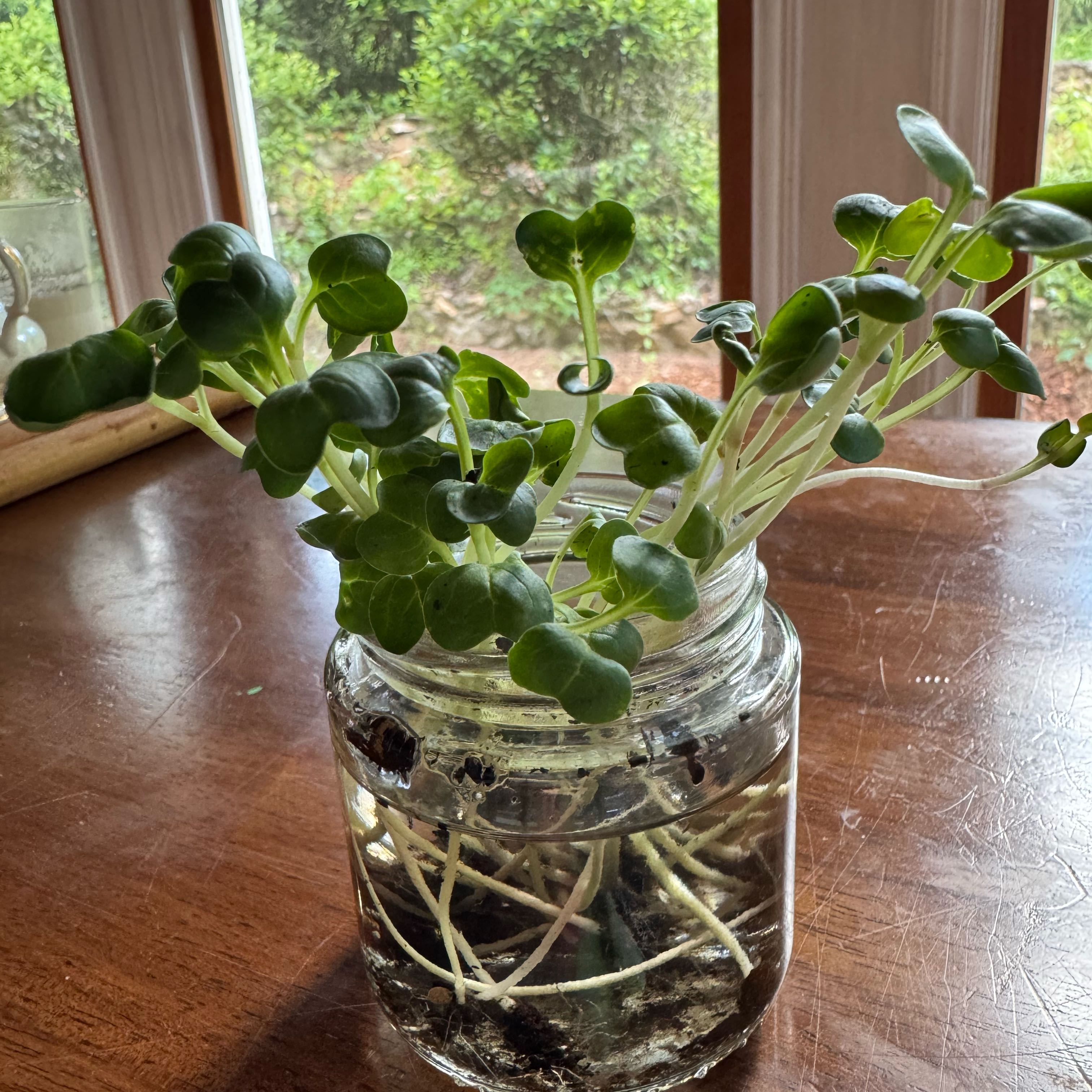 Photo of the plant species Cultivated Radish by @devine named Austen on Greg, the plant care app
