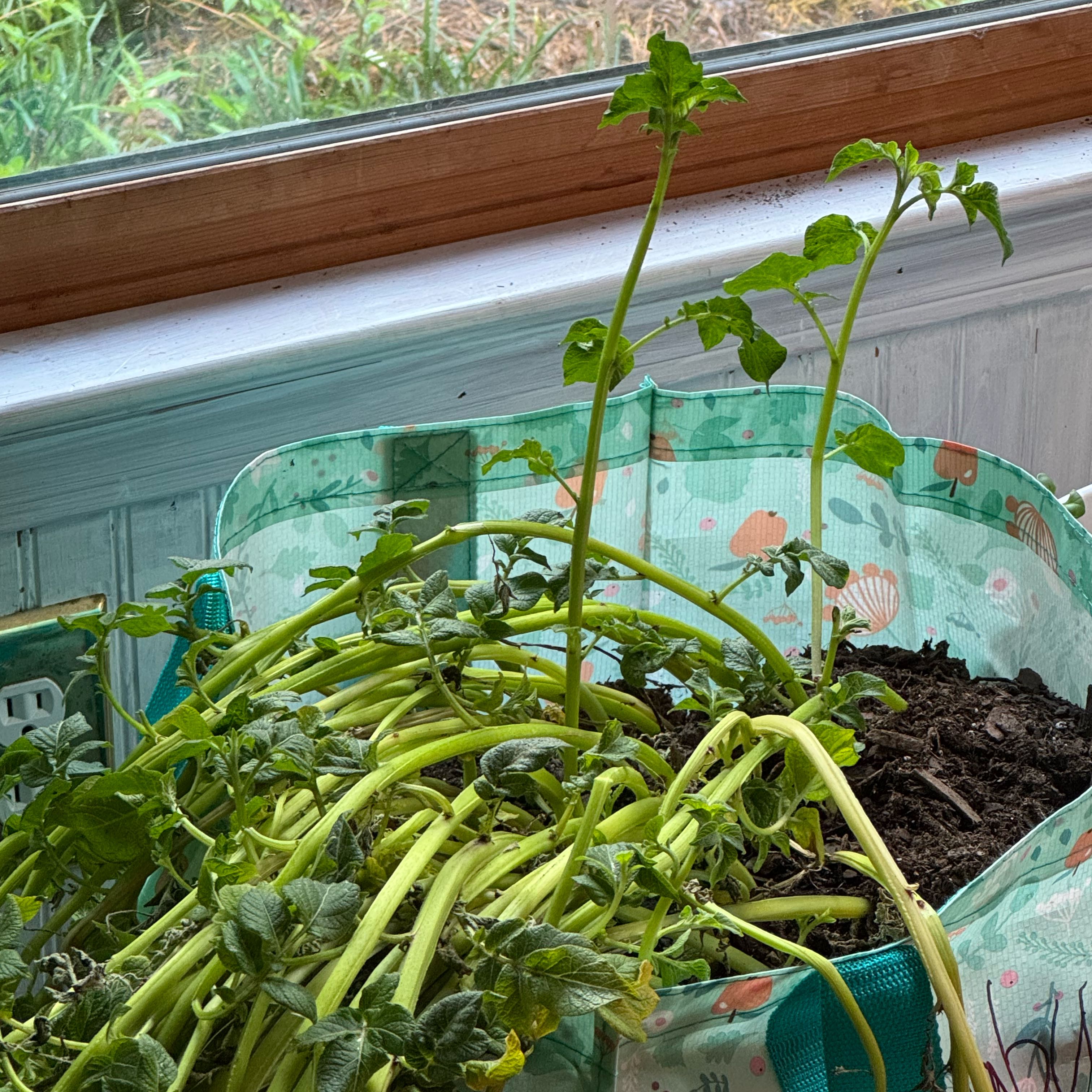 Photo of the plant species Potato by @devine named Plato on Greg, the plant care app