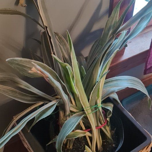 Photo of the plant species Ghost Snake Plant by @CozyMakole5 named da Vinci on Greg, the plant care app