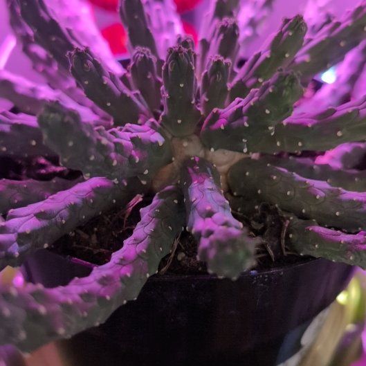 Photo of the plant species medusa euphorbia by @CozyMakole5 named Apollo on Greg, the plant care app