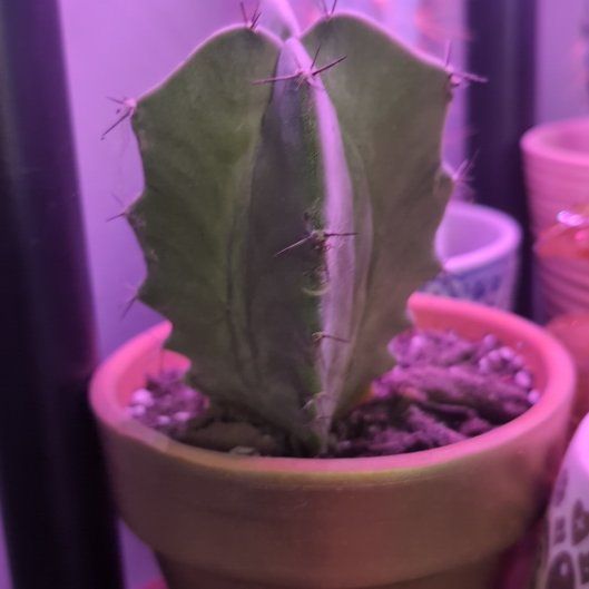 Photo of the plant species Grey Ghost Cactus by @CozyMakole5 named Surya on Greg, the plant care app
