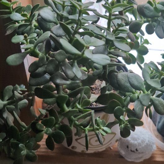 Photo of the plant species Compact Jade by @CozyMakole5 named Kendall on Greg, the plant care app