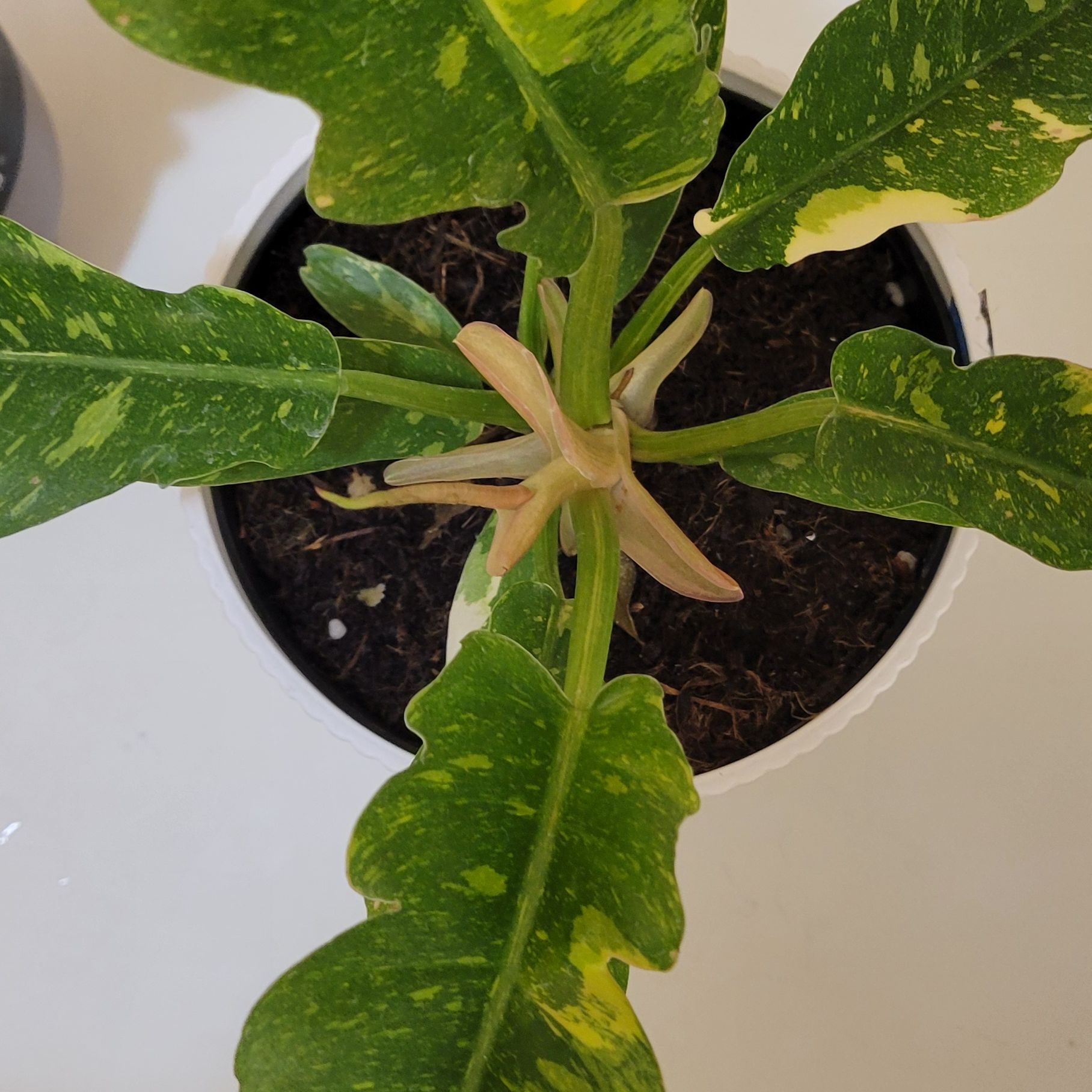 Photo of the plant species Variegated Philodendron Xanadu by @FreePeterscress named Cleopatra on Greg, the plant care app