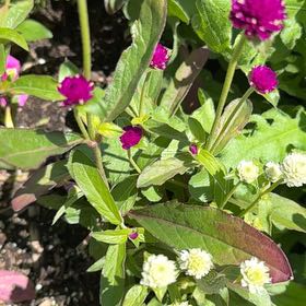 Photo of the plant species Globe Amaranth by @CrispNavelwort named Mollie on Greg, the plant care app