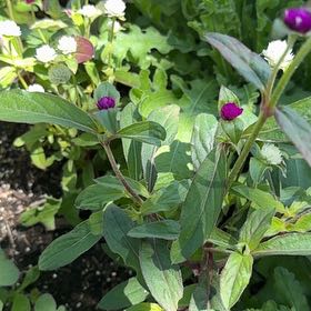 Photo of the plant species Globe Amaranth by @CrispNavelwort named Ronaldo on Greg, the plant care app