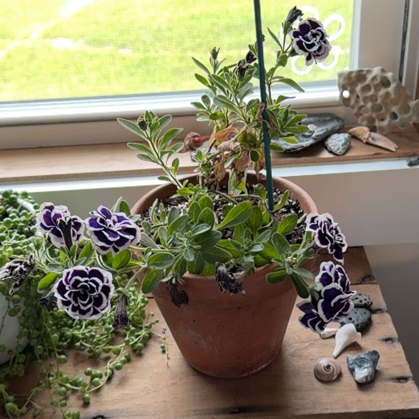 Photo of the plant species Petunia Double Pirouette Series by @IconAtom47 named Sapphire on Greg, the plant care app
