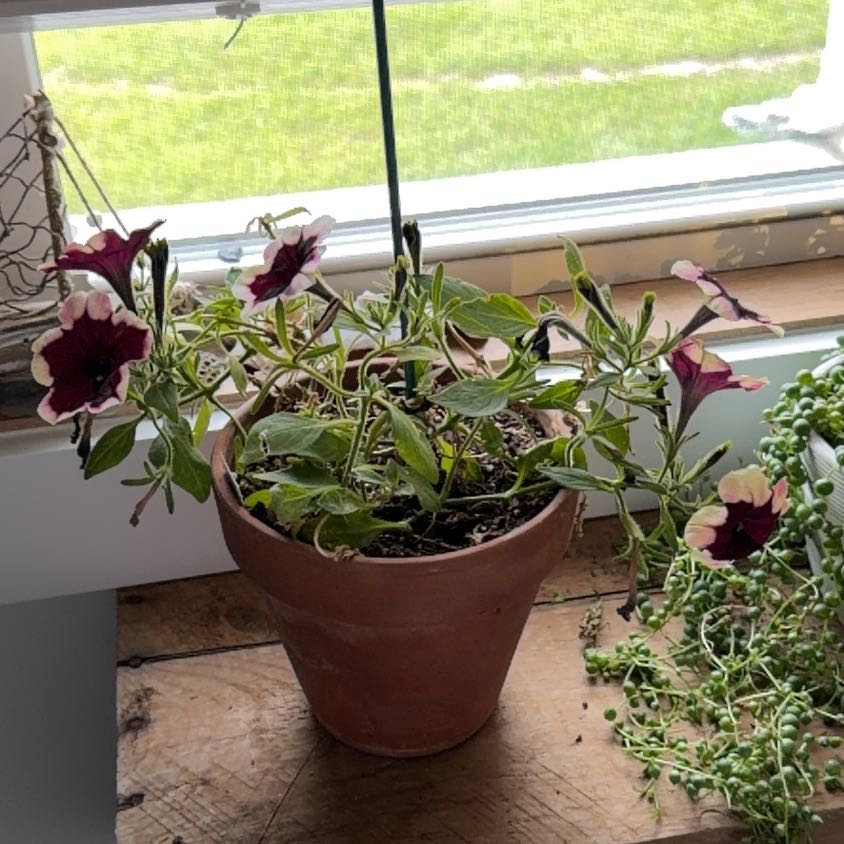 Photo of the plant species Petunia 'Crazytunia Blackberry Jam' by @IconAtom47 named Blackberry on Greg, the plant care app