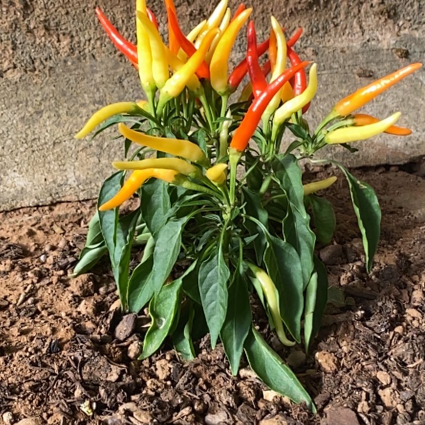Photo of the plant species Capsicum 'Chilly Chili' by @LuckyPapaya82 named Hemingway on Greg, the plant care app