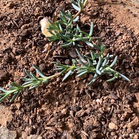 Photo of the plant species Red Vygie by @LuckyPapaya82 named ChloroPhil on Greg, the plant care app