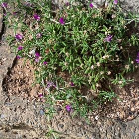 Photo of the plant species Vygie by @LuckyPapaya82 named Apollo on Greg, the plant care app