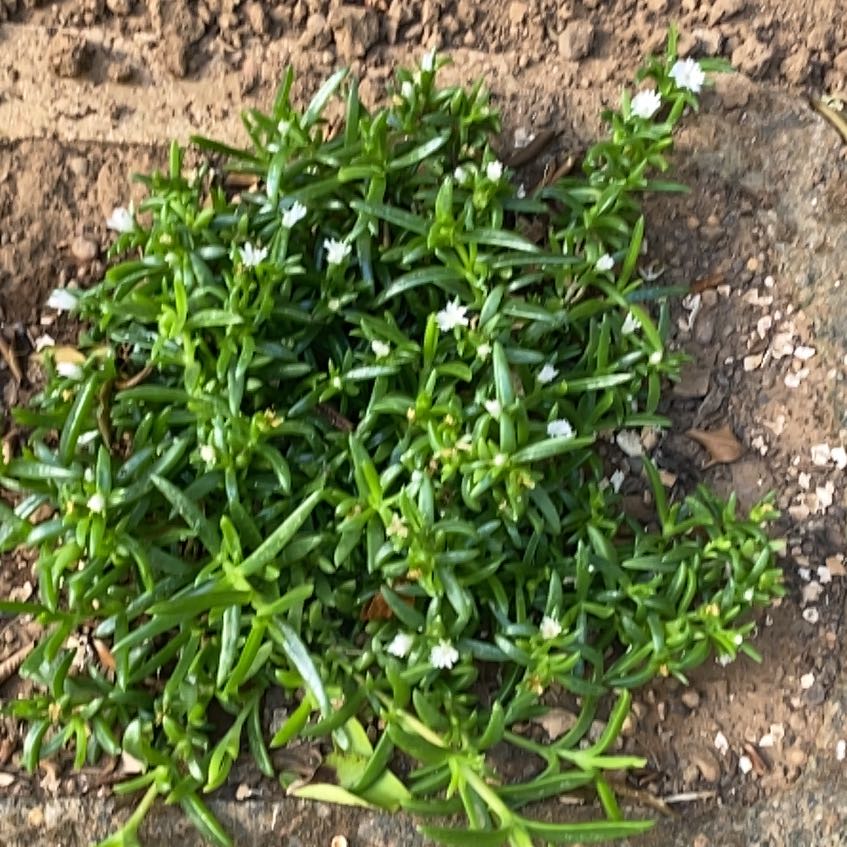 Photo of the plant species White Vygie by @LuckyPapaya82 named Winston on Greg, the plant care app