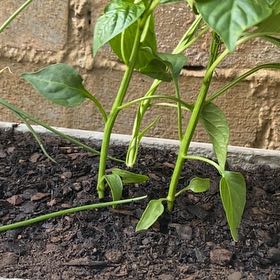 Photo of the plant species Greenpepper by @LuckyPapaya82 named Gobi on Greg, the plant care app