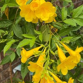 Photo of the plant species Yellow Bells by @ZanySilverqueen named Achilles on Greg, the plant care app