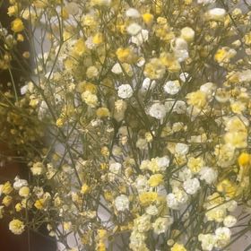 Photo of the plant species Baby's Breath by @ZanySilverqueen named Rihanna on Greg, the plant care app