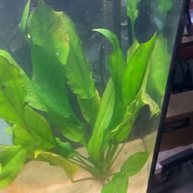 Photo of the plant species Amazon Sword by @BusyYellowtower named Michelle Branch on Greg, the plant care app